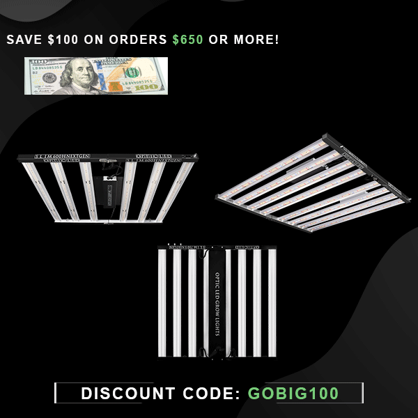 GO BIG 100 Sale is back! for limited time